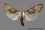 ǦW:Cirrhochrista fuscusa