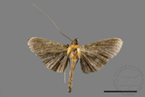 ǦW:Filodes fulvidorsalis