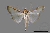 ǦW:Sisyrophora pfeifferae