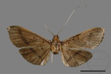 ǦW:Filodes fulvidorsalis