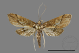 ǦW:Hydriris ornatalis