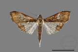 ǦW:Maruca vitrata