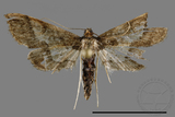 ǦW:Hydriris ornatalis