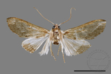 ǦW:Cirrhochrista spissalis