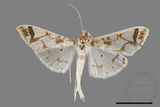 ǦW:Polythlipta maceratalis