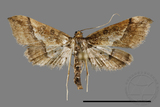 ǦW:Hydriris ornatalis