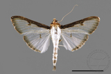 ǦW:Sisyrophora pfeifferae