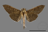 ئW:ŲwCrambidae