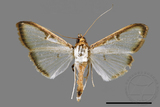 ǦW:Sisyrophora pfeifferae