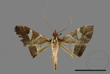 ǦW:Glyphodes itysalis