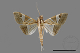 ǦW:Glyphodes itysalis