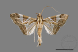 ǦW:Glyphodes itysalis