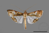 ǦW:Maruca vitrata