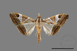 ǦW:Glyphodes itysalis