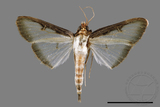 ǦW:Sisyrophora pfeifferae