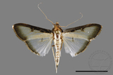 ǦW:Sisyrophora pfeifferae