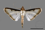 ǦW:Sisyrophora pfeifferae