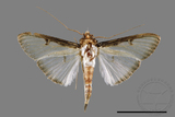 ǦW:Sisyrophora pfeifferae