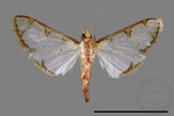 ǦW:Cirrhochrista spinuella