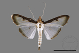 ǦW:Sisyrophora pfeifferae