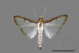 ǦW:Sisyrophora pfeifferae