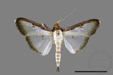 ǦW:Sisyrophora pfeifferae