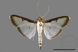 ǦW:Sisyrophora pfeifferae