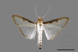 ǦW:Sisyrophora pfeifferae