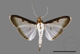 ǦW:Sisyrophora pfeifferae