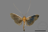 ǦW:Filodes fulvidorsalis