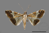 ǦW:Glyphodes itysalis