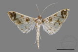 ǦW:Polythlipta divaricata