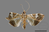 ǦW:Glyphodes itysalis