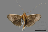 ǦW:Filodes fulvidorsalis