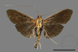 ǦW:Filodes fulvidorsalis