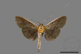 ǦW:Filodes fulvidorsalis