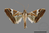 ǦW:Glyphodes itysalis