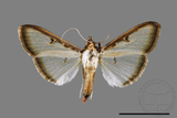 ǦW:Sisyrophora pfeifferae