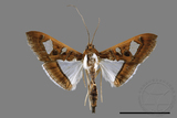 ǦW:Glyphodes actorionalis