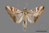 ǦW:Glyphodes itysalis