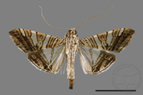 ǦW:Glyphodes stolalis