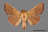 ǦW:Banisia fenestrifera