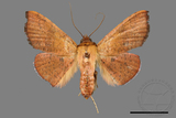 ǦW:Banisia fenestrifera