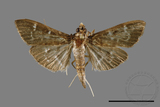 ئW:ŲwCrambidae