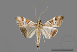 ǦW:Glyphodes itysalis