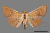 ǦW:Banisia fenestrifera