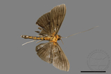 ǦW:Filodes fulvidorsalis