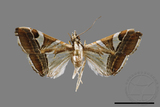 ǦW:Glyphodes itysalis