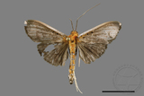 ǦW:Filodes fulvidorsalis