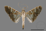 ǦW:Glyphodes stolalis